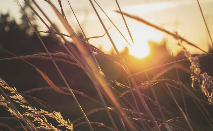 The song of the&nbsp;spirit