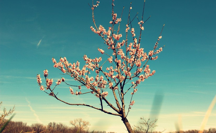 Hope, Help, Shield,&nbsp;Rejoice